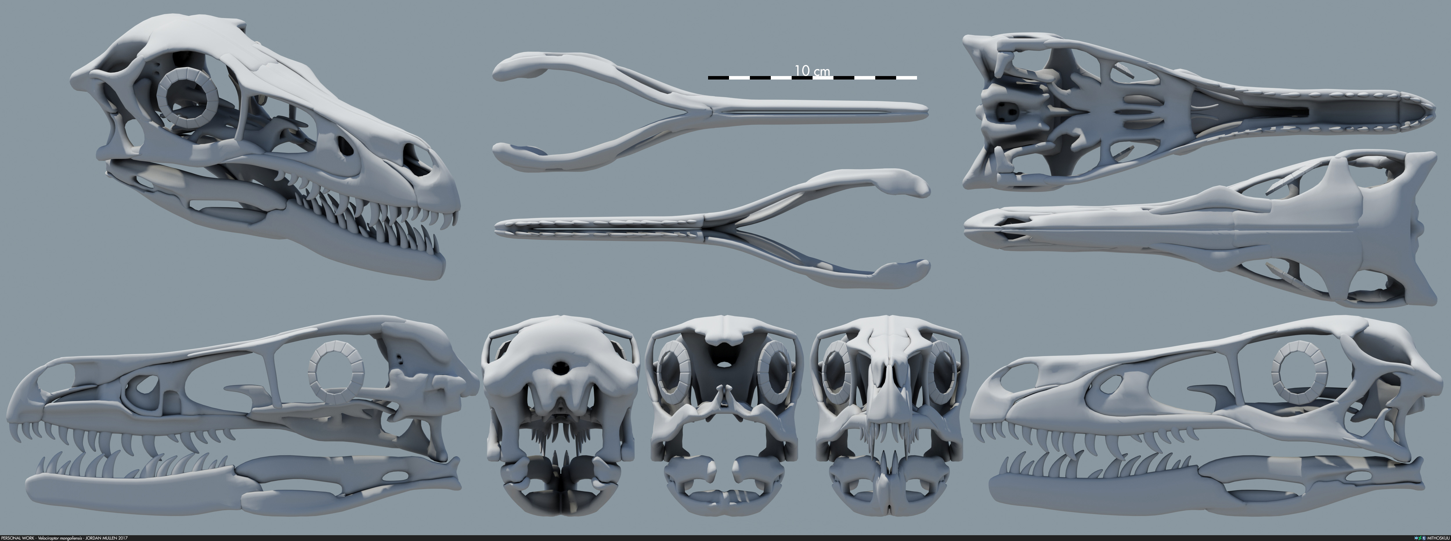velociraptor_mongoliensis___skull_v3_by_