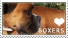 Boxer Love Stamp by cloudrat