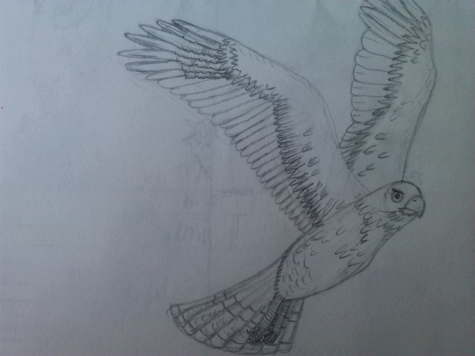 hawk_pencil_drawing_by_dragonmage156-das