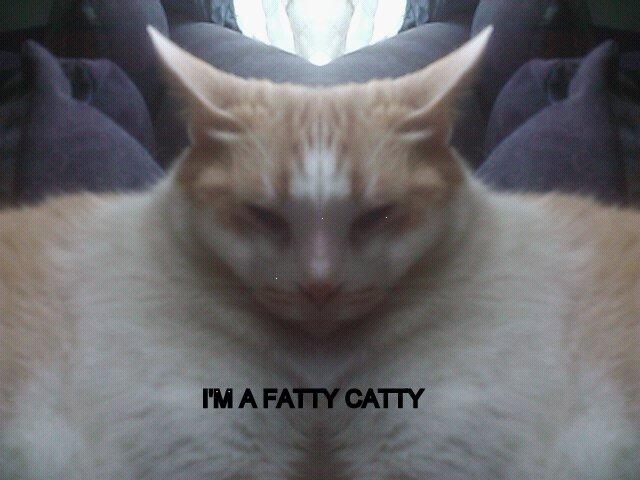 A Really Fat Cat 33
