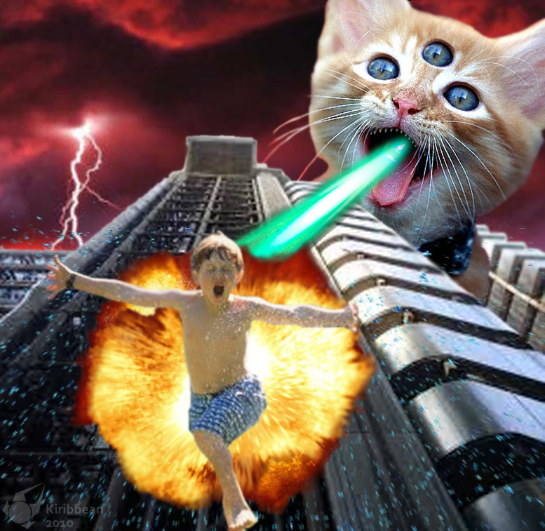 Image result for laser cat