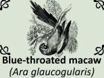 Blue-throated macaw (Ara glaucogularis) by PhotoDragonBird