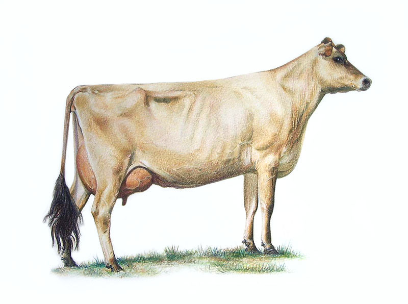 Jersey Cow - Colour Drawing by balloonfactory on DeviantArt