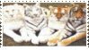 Tiger stamp by Tiffani-Amber