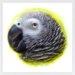 African Grey Parrot Realistic Painting Poster