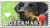 Doberman Love Stamp by cloudrat