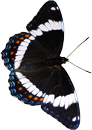Dark butterfly4 150px by EXOstock