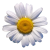 Flower icon.15