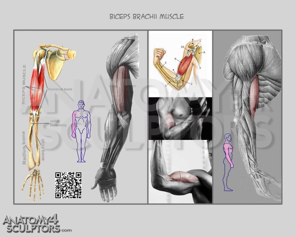 Biceps by anatomy4sculptors on DeviantArt