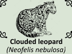 Clouded leopard (Neofelis nebulosa) by PhotoDragonBird